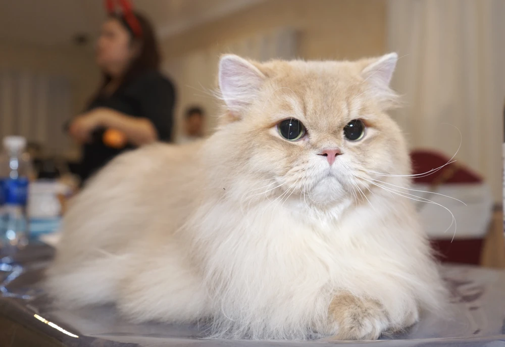 4 -WCF-Jubilee-Show.jpg