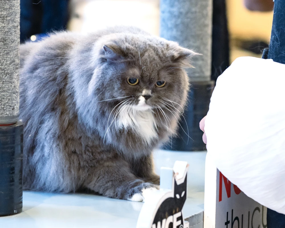 9 -WCF-Jubilee-Show.jpg