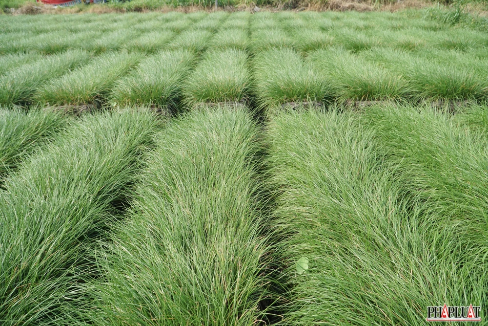 15.1 -vu-kieu-tet.jpg