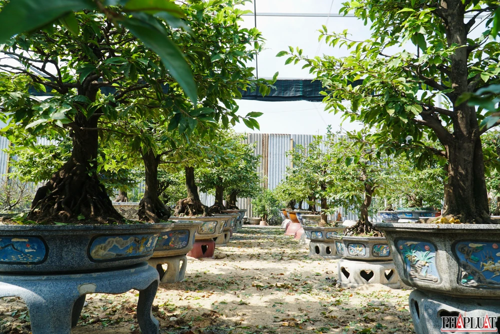 10 mai-vang-quan-12.jpg