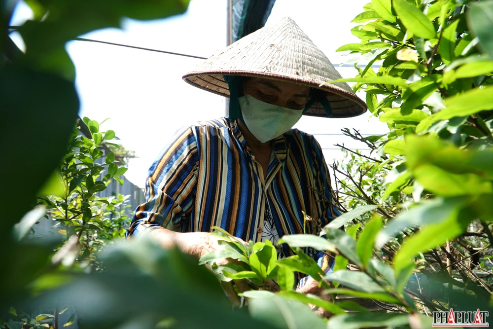 11 mai-vang-quan-12.jpg