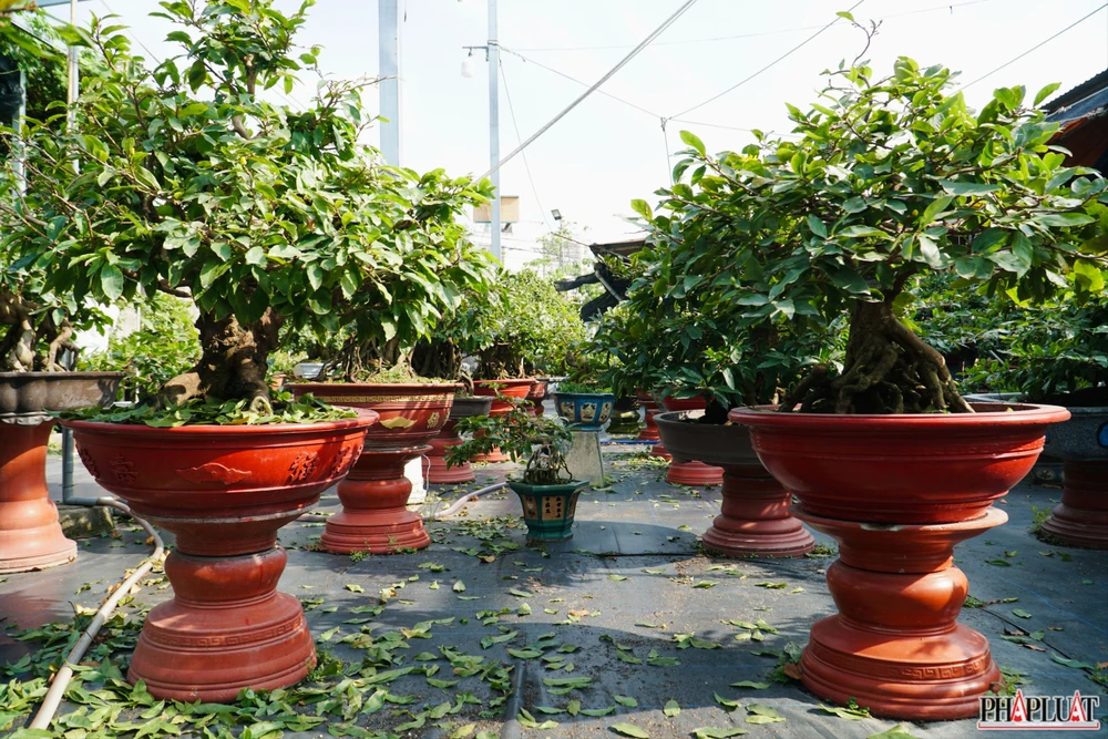 17.1 mai-vang-quan-12.jpg