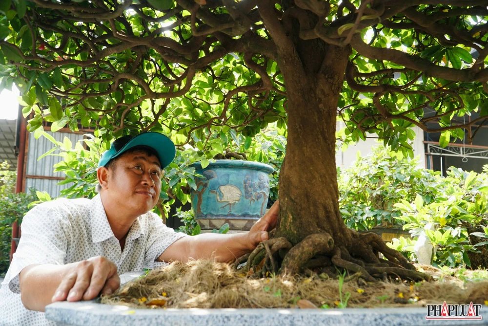 Những cây mai này không chỉ đẹp về hình dáng mà nụ hoa cũng đạt chất lượng lý tưởng với tỉ lệ trên 90%. “Trong năm nắng mưa thất thường nhưng nhà vườn có hệ thống giàn bạt che chắn phía trên, được đầu tư thiết kế hơn 300 triệu đồng từ hơn 5 năm trước đã giúp vườn chủ động giảm ảnh hưởng thời tiết đến sự phát triển của cây, từ đó giúp cây vẫn sinh trưởng tốt”, anh Hoà cho biết.