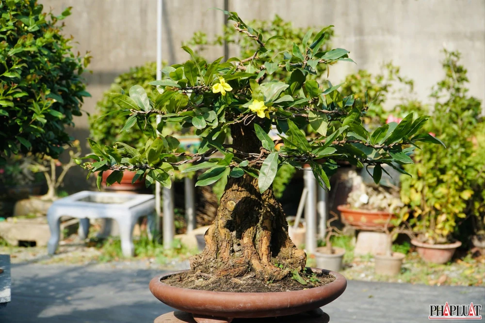 2.1 mai-vang-quan-12.jpg