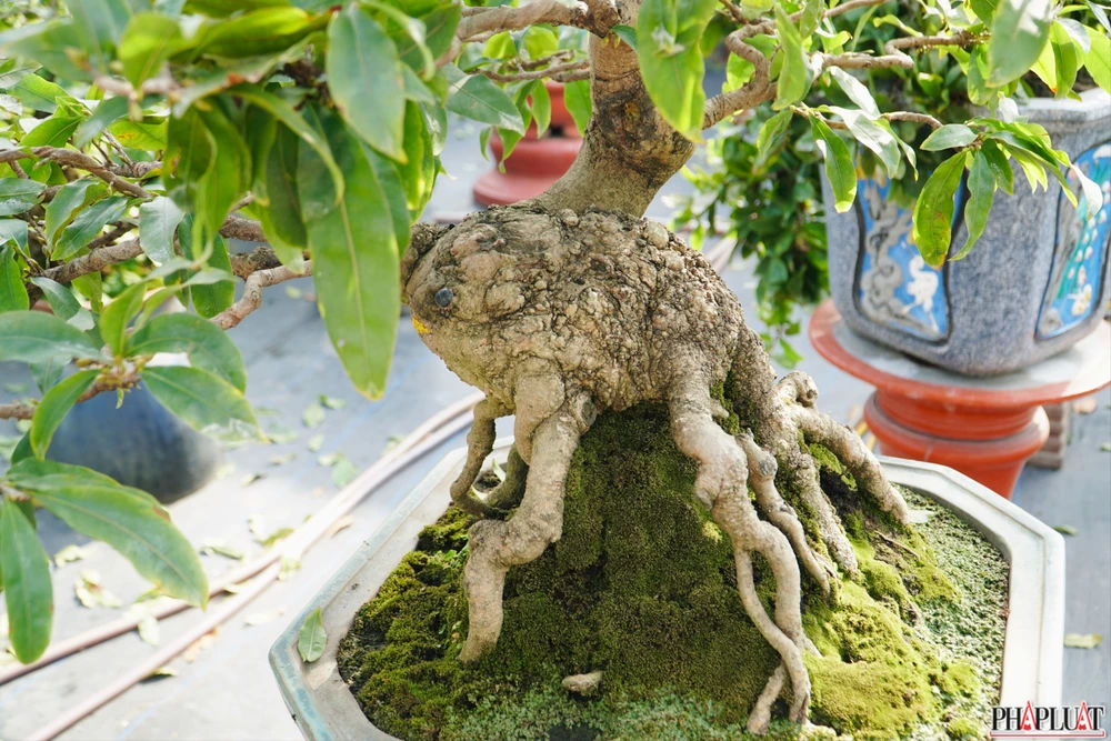 22 mai-vang-quan-12.jpg