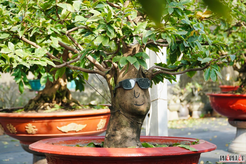 22.1 mai-vang-quan-12.jpg