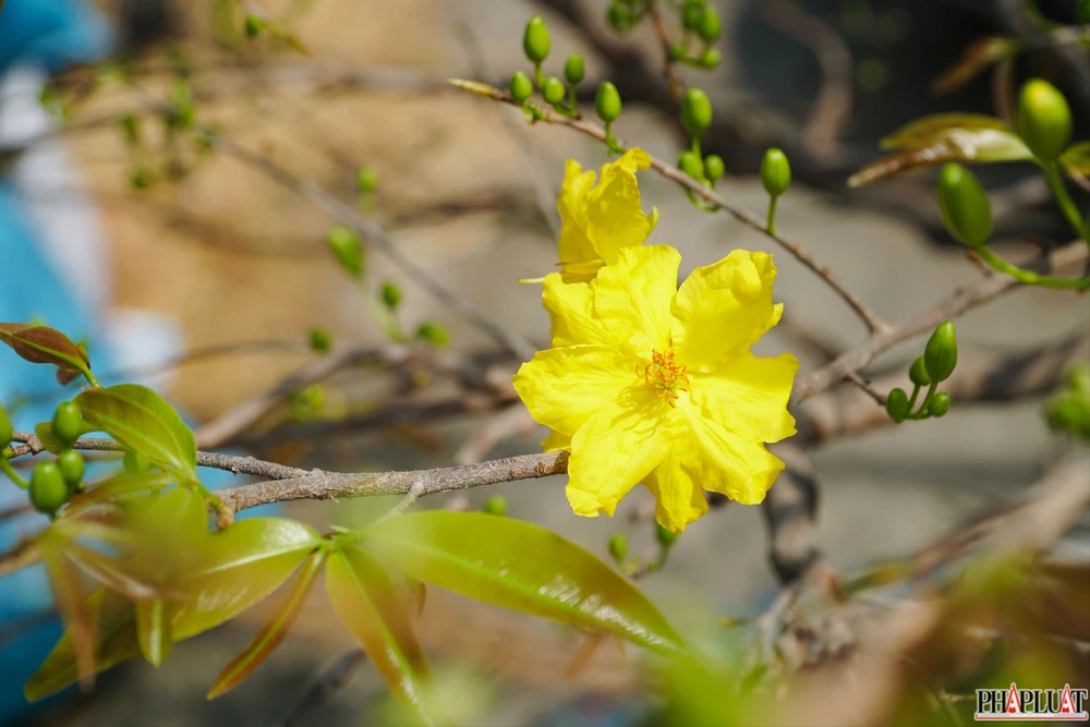 26 mai-vang-quan-12.jpg