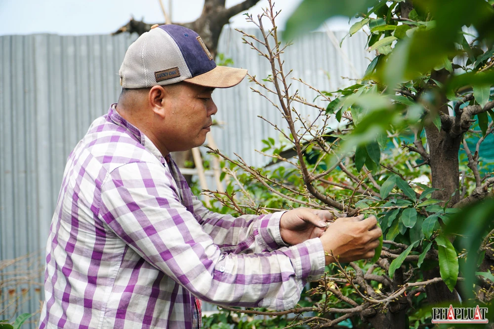 3 mai-vang-quan-12.jpg