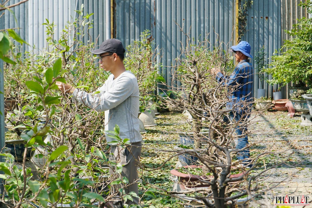 4.1 mai-vang-quan-12.jpg