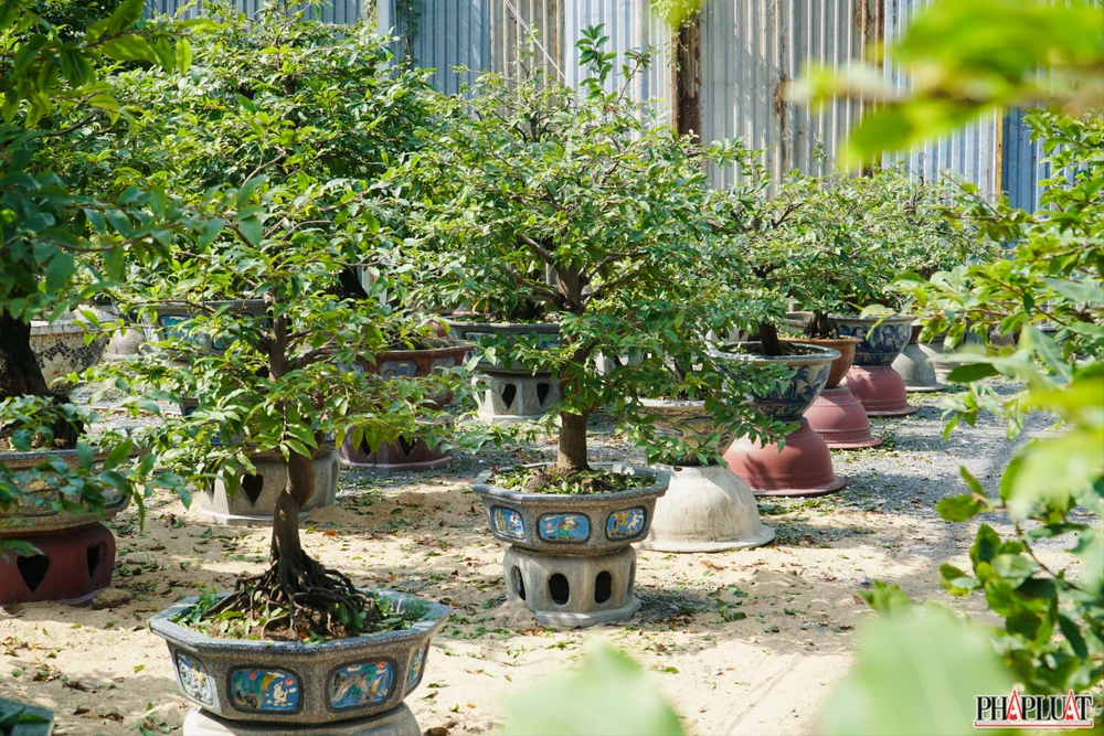 5 mai-vang-quan-12.jpg