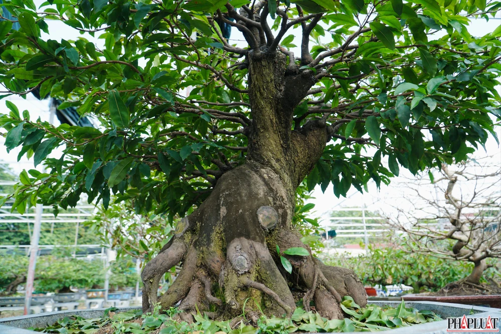 6 mai-vang-quan-12 .jpg