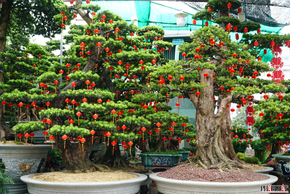 13.1 -cuc-mam-xoi.jpg