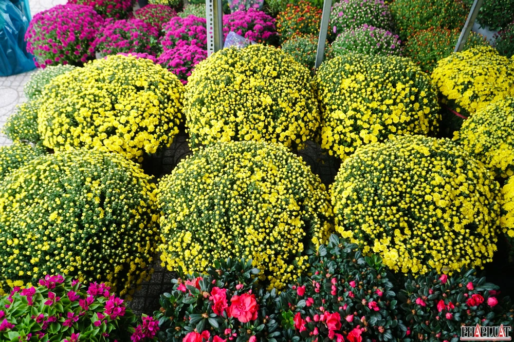 18 -cuc-mam-xoi 2.jpg