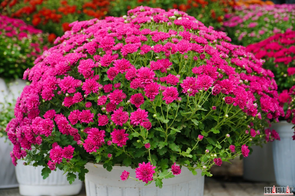 6.2 -cuc-mam-xoi.jpg