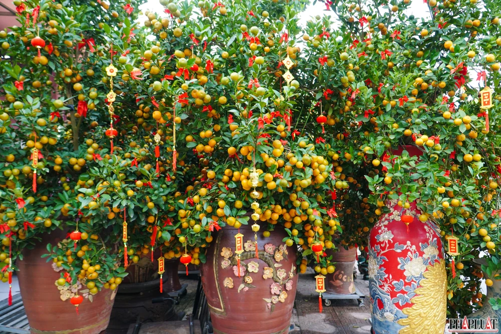 8. 1 -cuc-mam-xoi.jpg