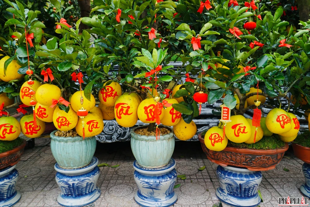 8.2 -cuc-mam-xoi.jpg