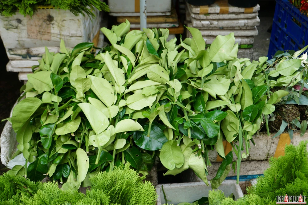 11.1 -trac-bach-diep.jpg