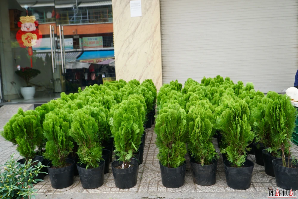 4 -trac-bach-diep.jpg