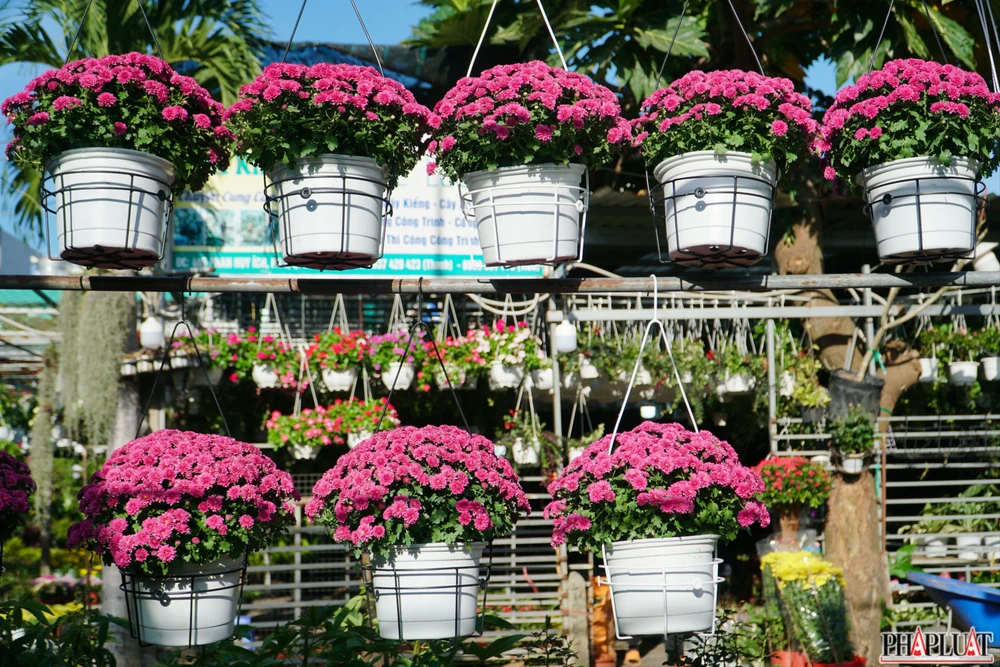 10.1 -hoa-sa-dec.jpg