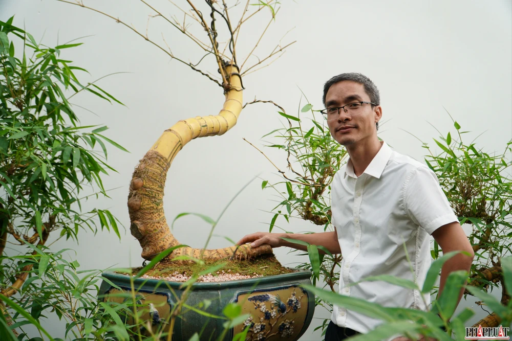 chậu tre bonsai