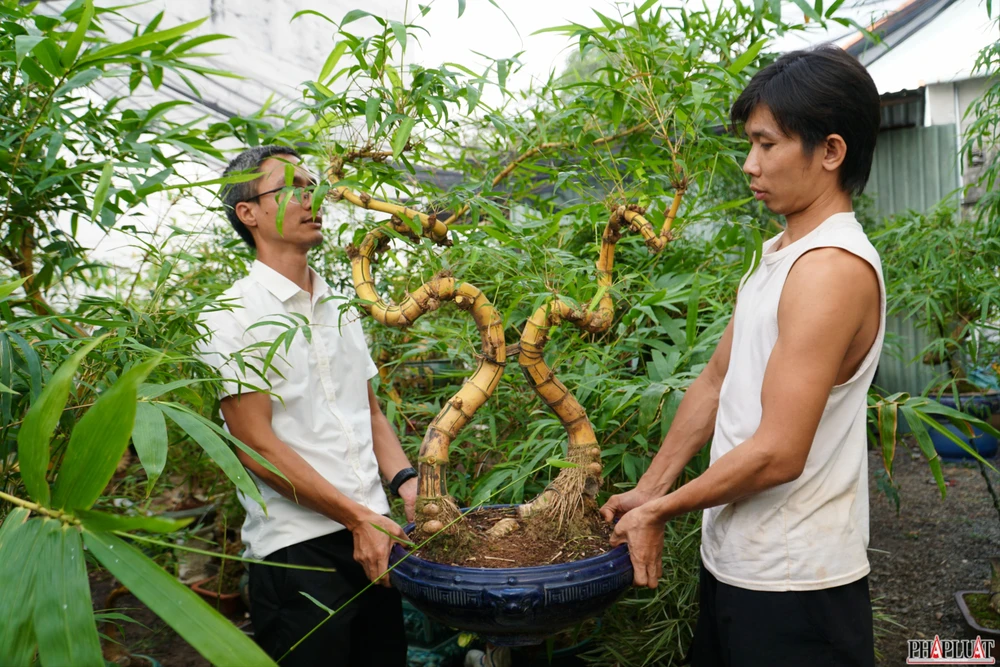 11 -chau-tre-bonsai.jpg