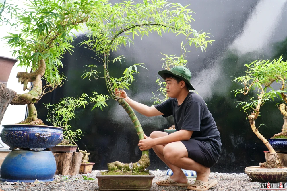 13 -chau-tre-bonsai.jpg