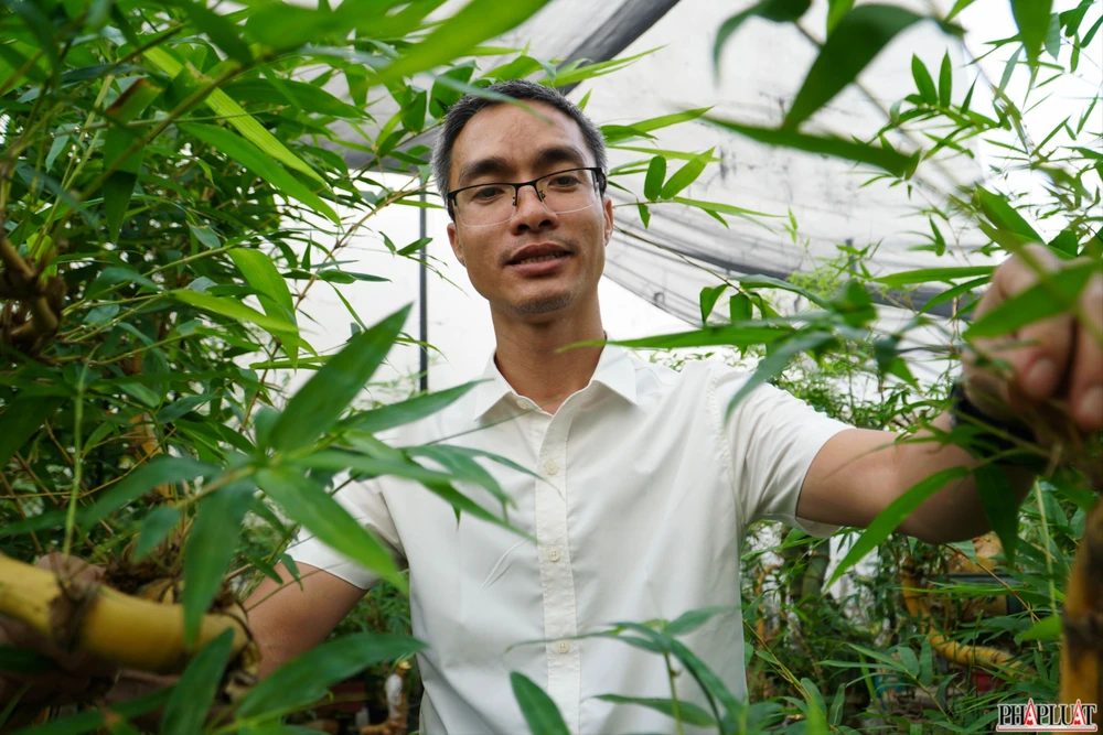 18 -chau-tre-bonsai.jpg