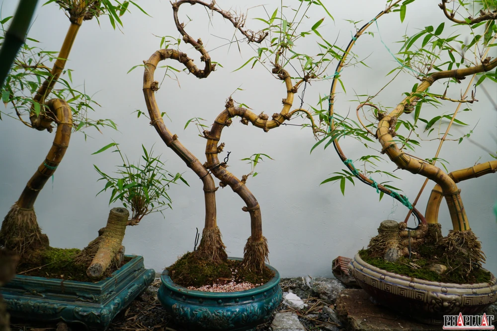 3 -chau-tre-bonsai.jpg