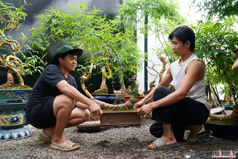 4 -chau-tre-bonsai.jpg