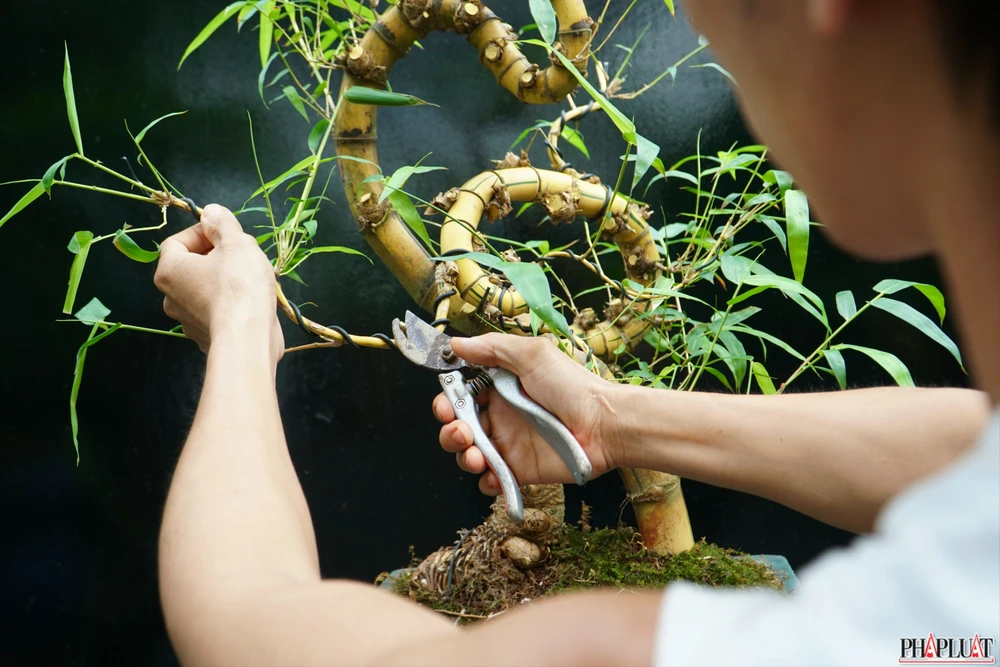 7 -chau-tre-bonsai.jpg