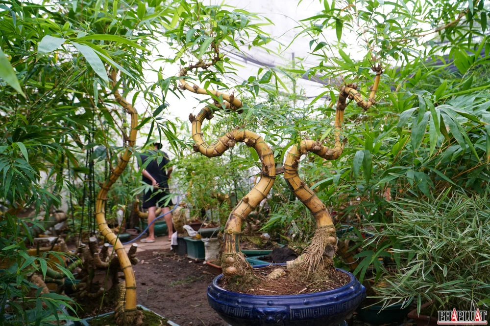 8 -chau-tre-bonsai.jpg