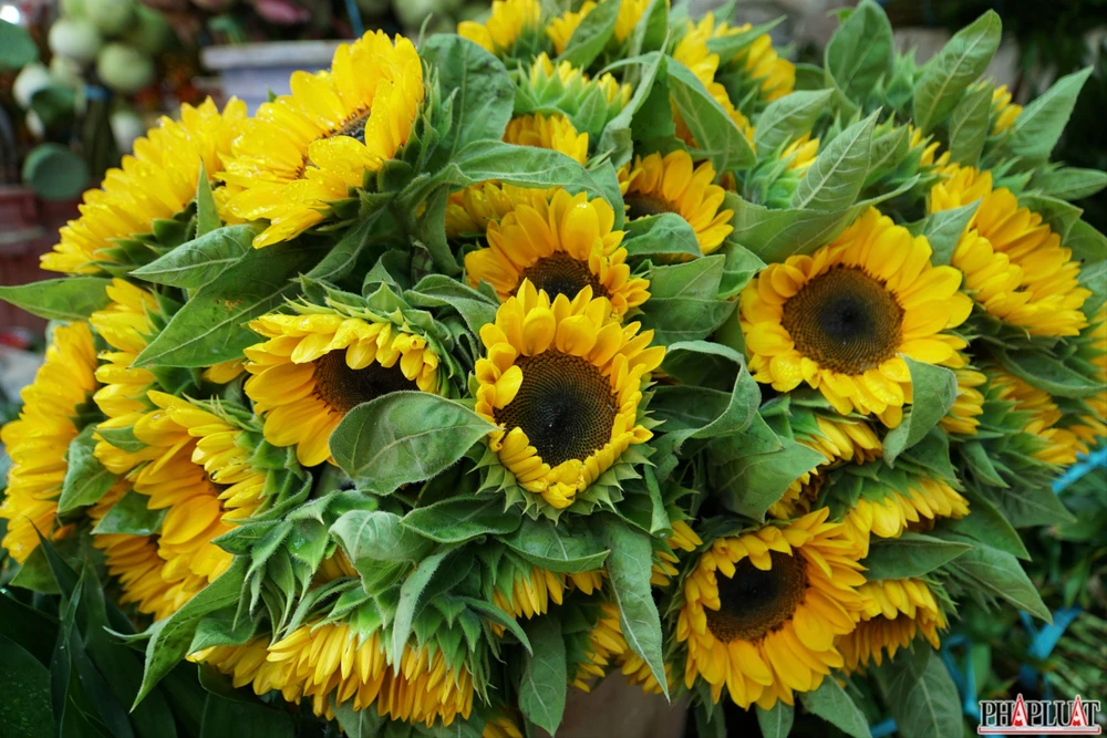 16.1 -hoa-dong-tien .jpg