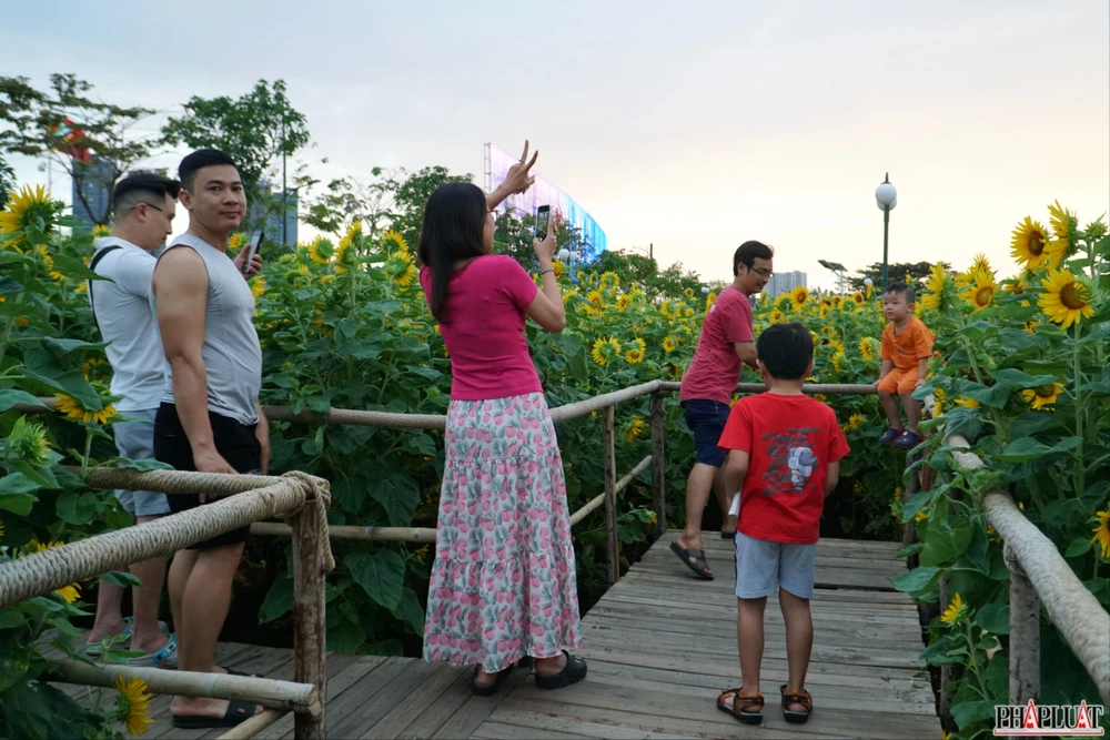 8 hoa-huong-duong.jpg