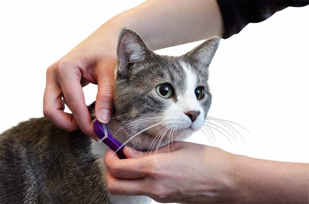 Dùng mèo để hack Wi-Fi nhà hàng xóm ảnh 1