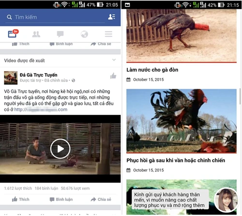 Hóa chất độc hại, đá gà ăn tiền lên Facebook ảnh 1