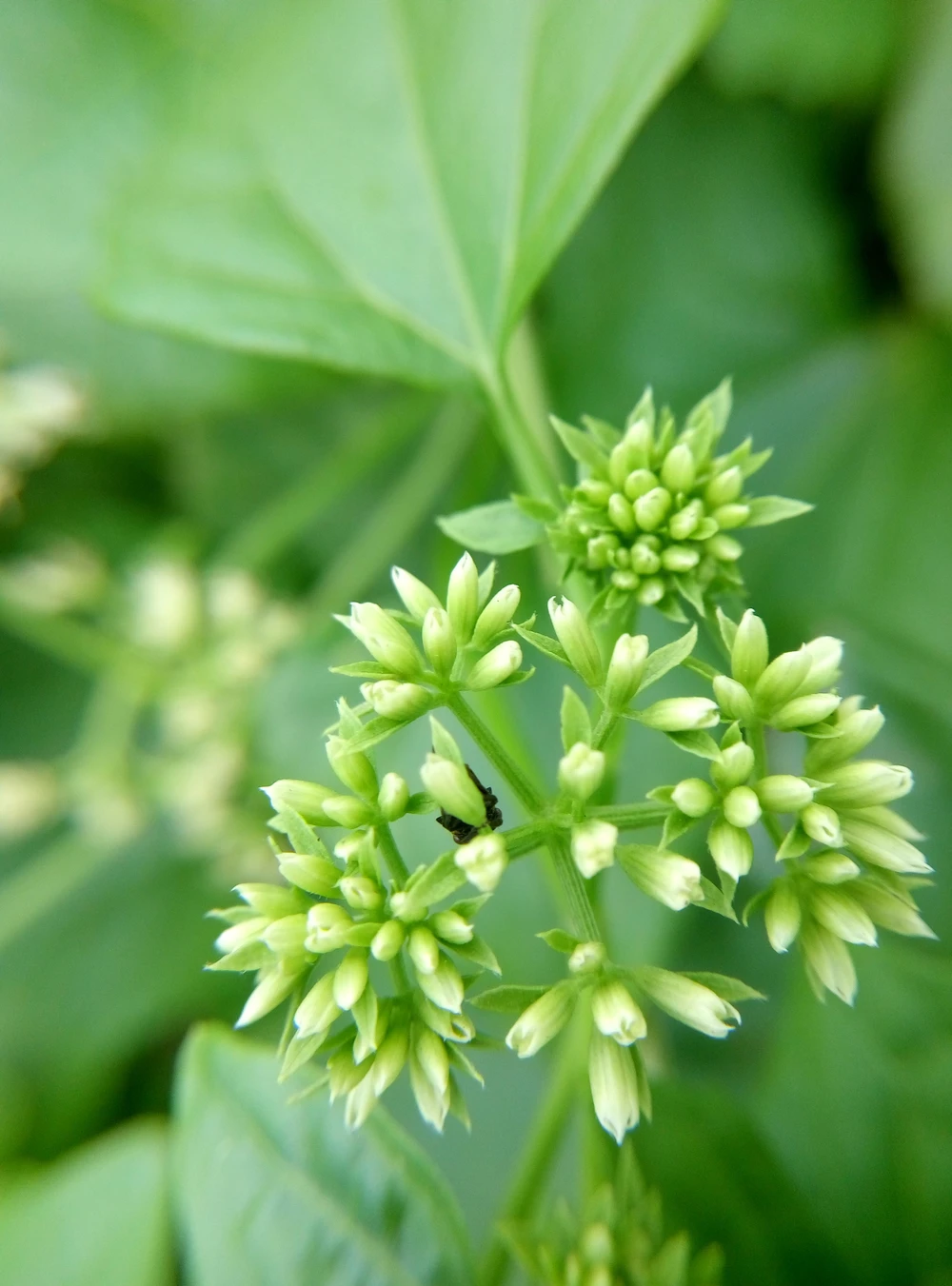 Trên tay chiếc smartphone giá siêu rẻ có hỗ trợ 4G ảnh 9