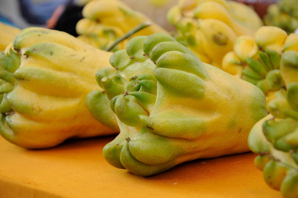 Trái phật thủ được trưng bày tại Lễ hội trái cây