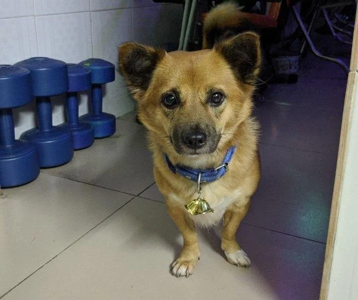 Nuôi chó được chứng minh giúp đa dạng hóa hệ thống vi sinh vật. Ảnh: TIỂU MINH 