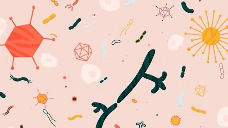 Hệ thống vi sinh vật trong cơ thể con người. Ảnh minh họa