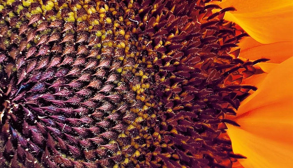 camera-macro-iphone camera-macro-iphone