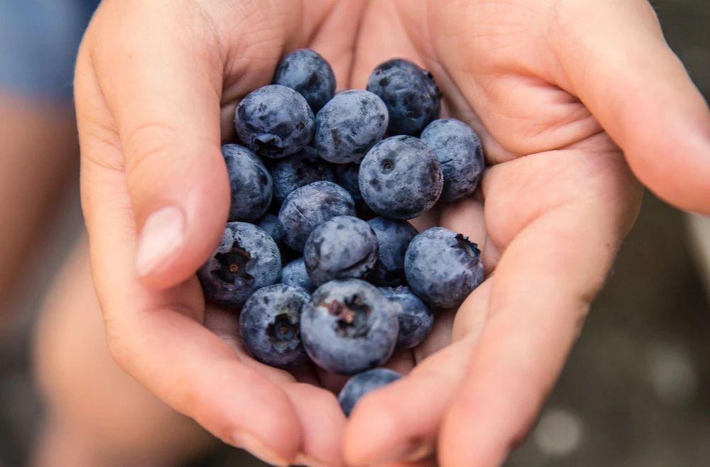 Quả việt quất chứa rất nhiều dinh dưỡng. Ảnh: Pexels