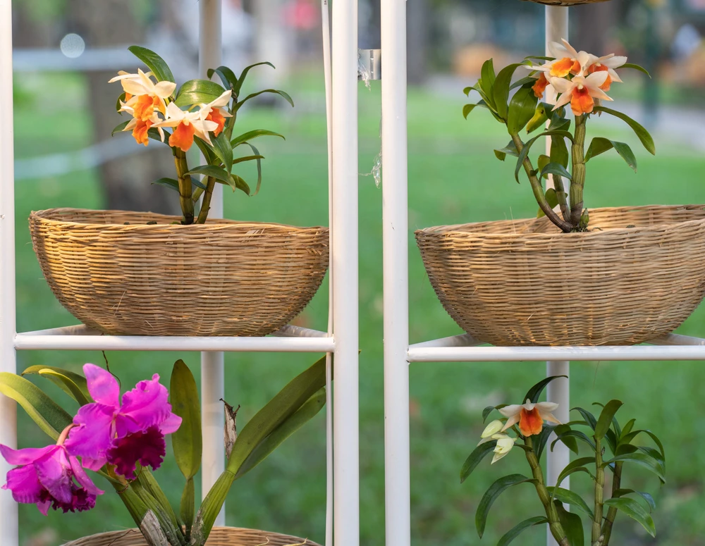 Nhiều mẫu hoa lan độc đáo được trưng bày khắp công viên. Ảnh: TIỂU MINH