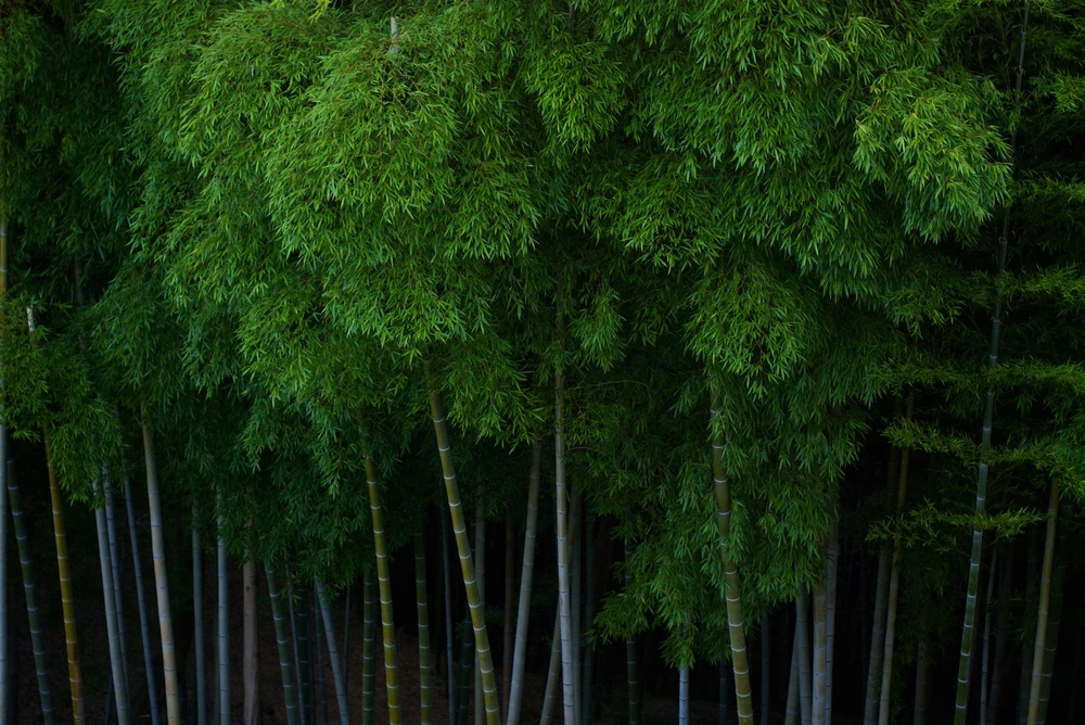 xiaomi cam kết giảm phát thải