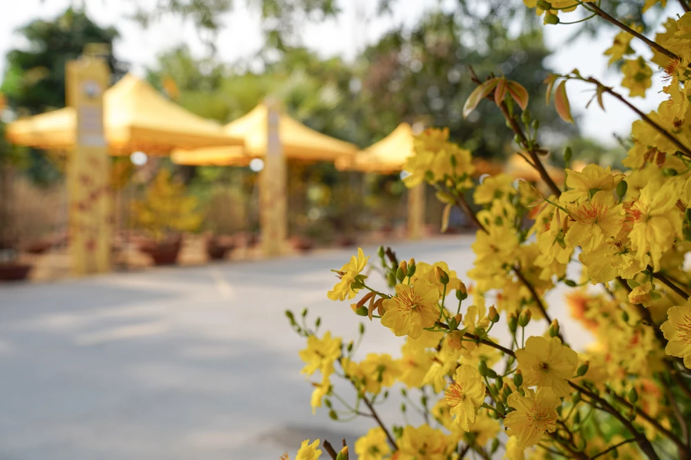 Làng mai vàng Bình Lợi rực sắc hoa những ngày cuối năm. Ảnh: TIỂU MINH