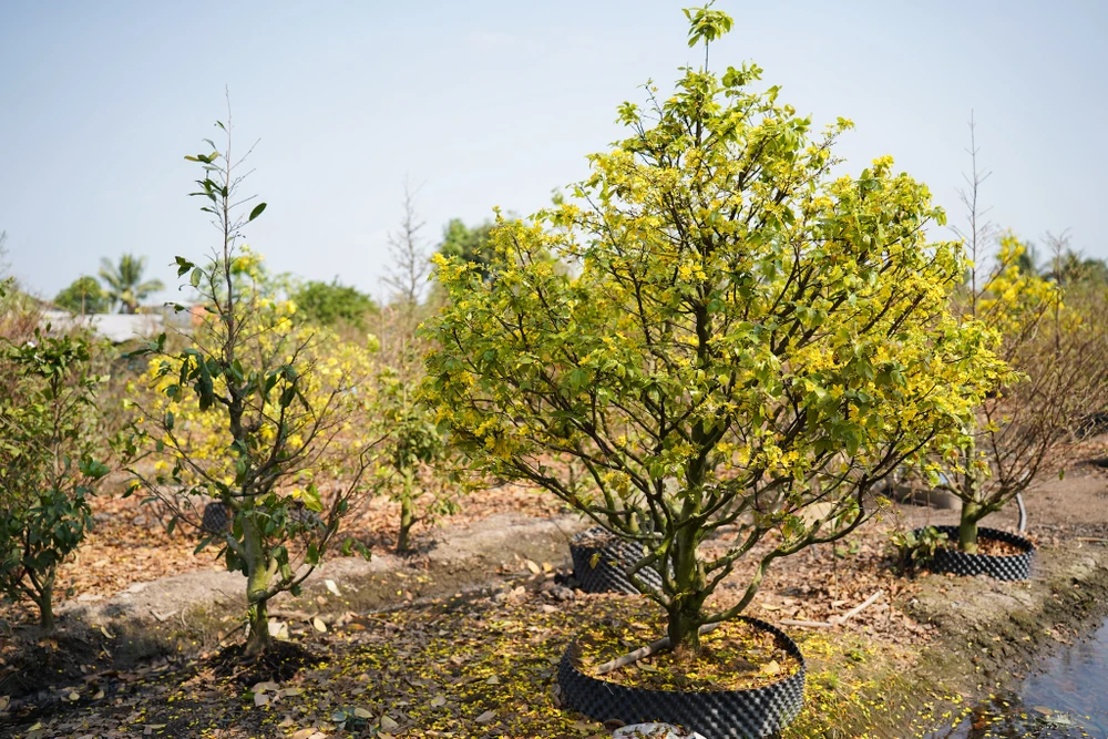 Mai vàng Bình Lợi khoe sắc trước thềm năm mới. Ảnh: TIỂU MINH
