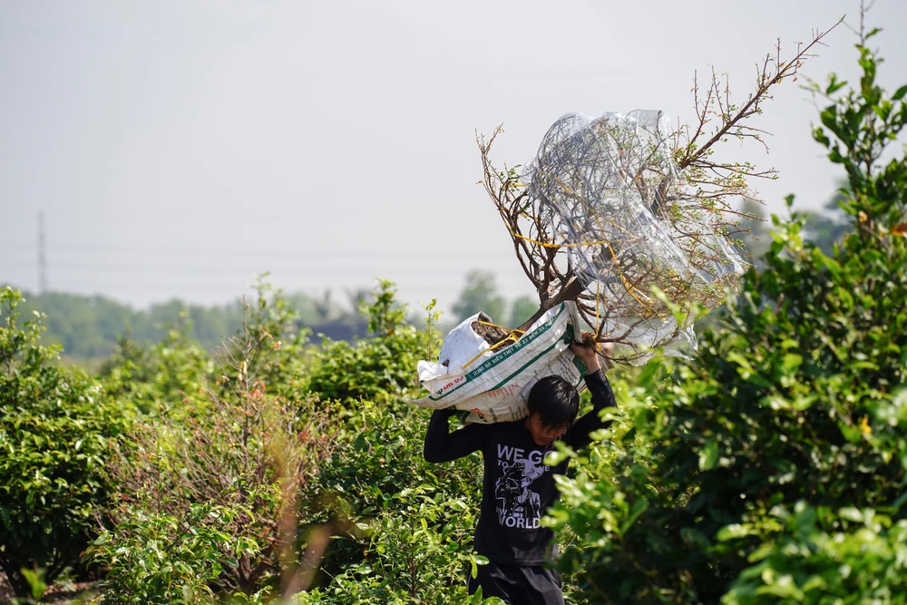 Mang Tết đến muôn nơi. Ảnh: MINH HOÀNG