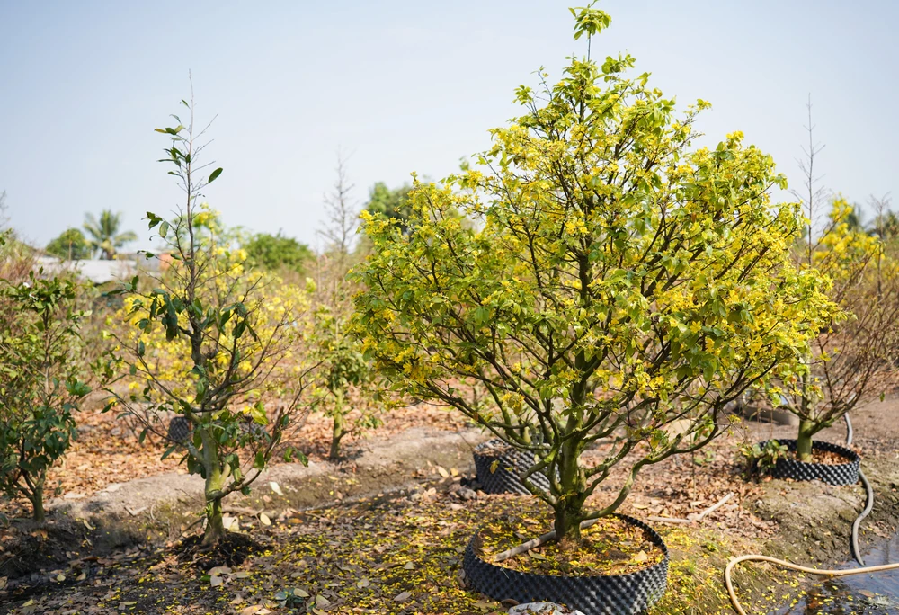 Mai vàng Bình Lợi khoe sắc dịp Tết 2025. Ảnh: MINH HOÀNG