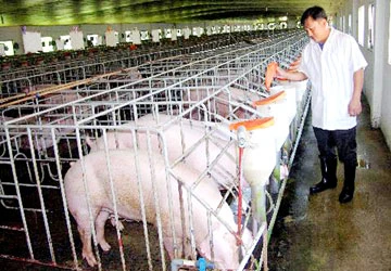 Heo sạch loay hoay tìm đầu ra ảnh 1