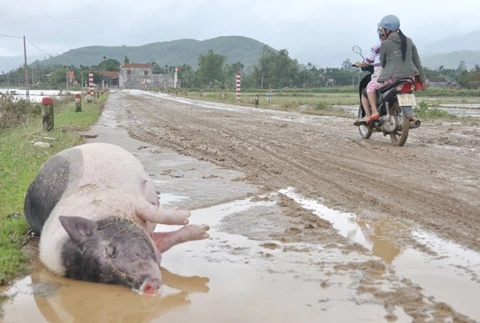 Người dân vùng lũ ăn bò chết thay cơm ảnh 8