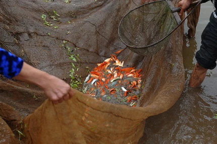 Cá chép đỏ trước giờ tiễn Táo quân ảnh 4